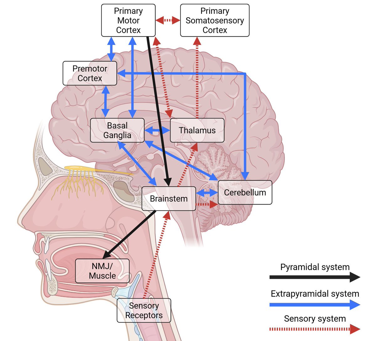 Kumeza ni jambo jepesi ila ni kazi tata ya uumbaji yenye uratibu wa kipekee 🤯

Kila tendo la kumeza linahusisha hatua tatu mahsusi—hatua ya mdomoni 👄, koo (pharynx) 🧠, na umio (esophagus) 🌀.

Upameza unasisimua maeneo matano muhimu ya ubongo—motor cortex 🧠, brainstem 🧬,