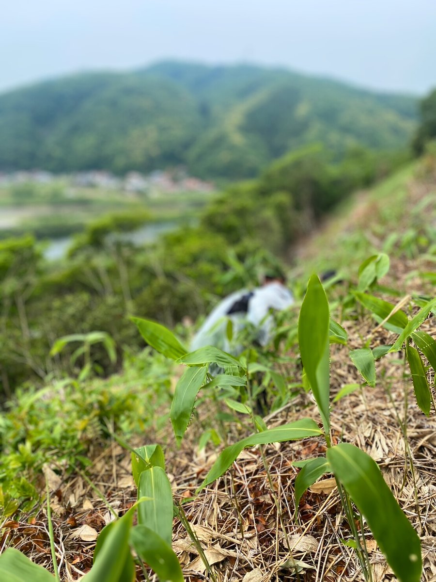 furusatomura's tweet photo. 山で採った天然の笹は香りがよく、笹巻きに使うと自然な風味が加わります🌿
一枚一枚、笹を集める。一本一本団子を巻く。���寧に手づくりをしています。

▶ https://t.co/BDZXDlBFVA

#笹巻き #手づくり #奥出雲 https://t.co/5VqXFqibms