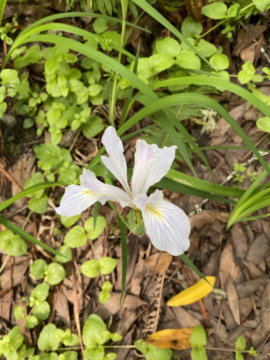AT0MICLES's tweet photo. Mushrooms and flowers https://t.co/u5qEz4af9M