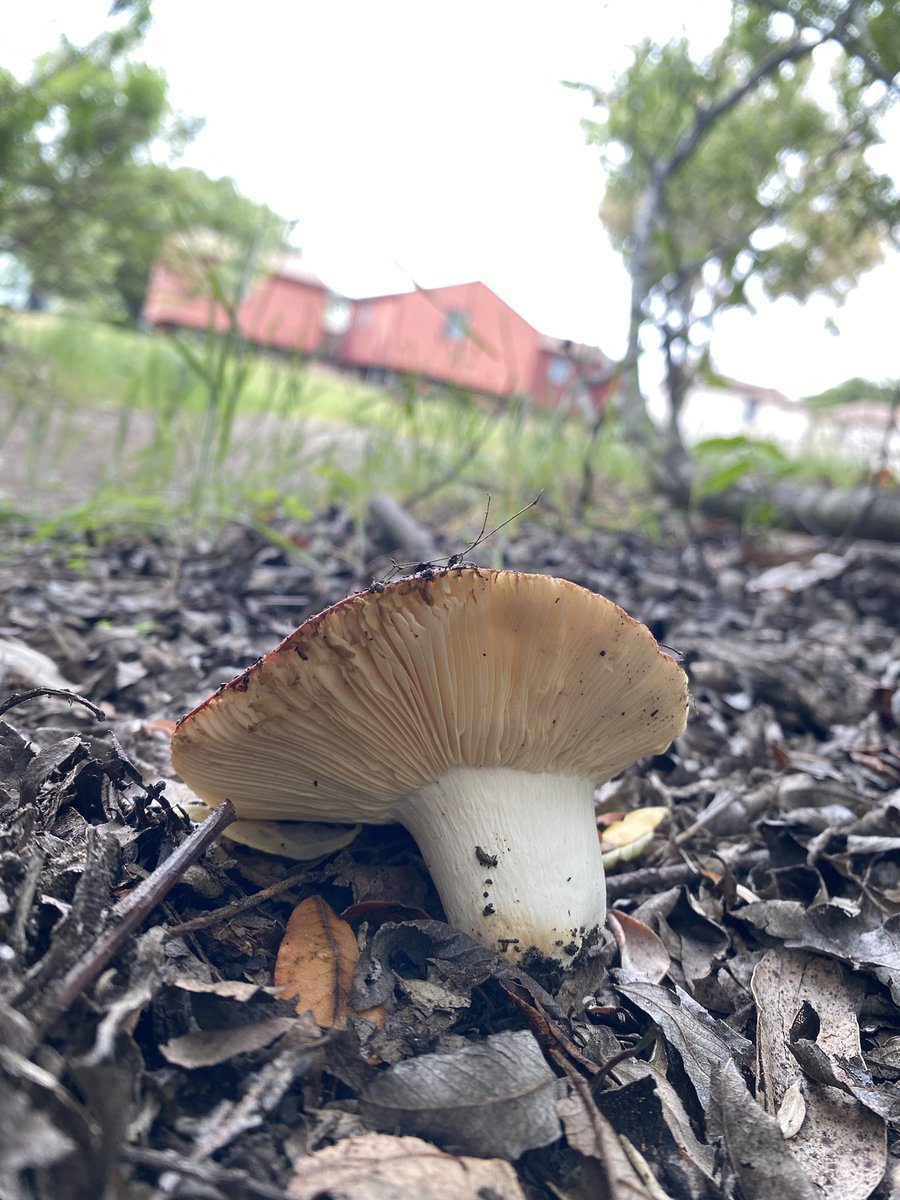 AT0MICLES's tweet photo. Mushrooms and flowers https://t.co/u5qEz4af9M