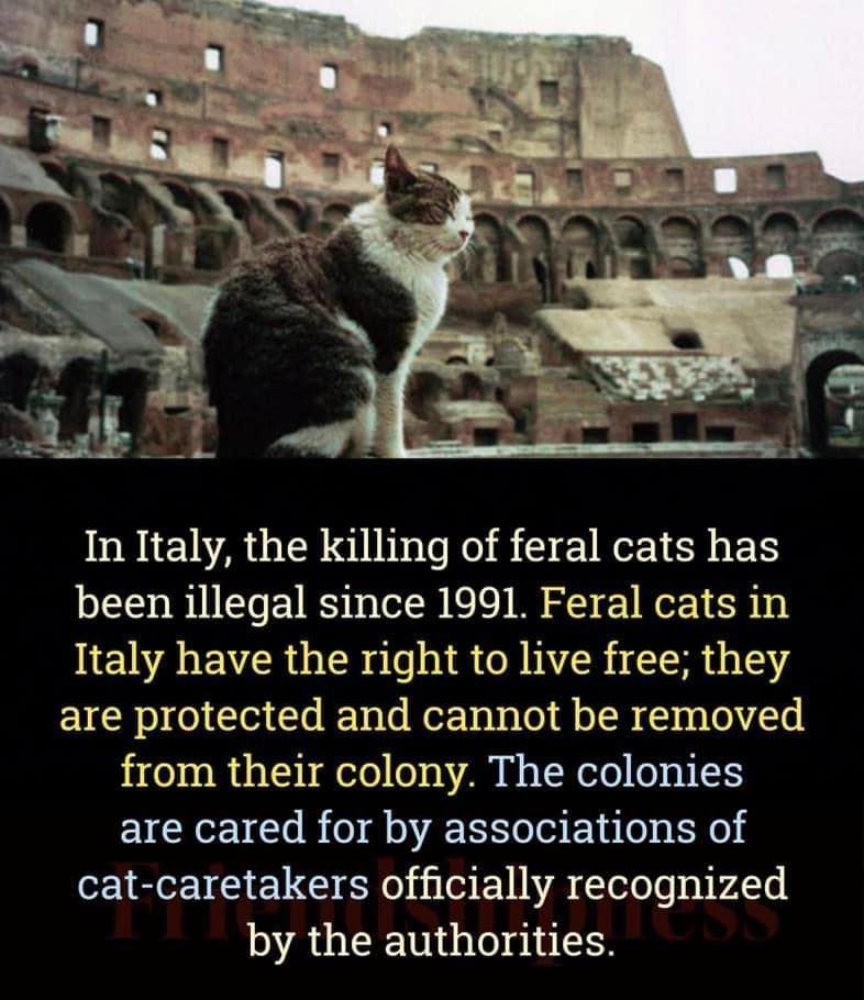 catsnkittys's tweet photo. Love this 🥰 https://t.co/huG9aBZza8
