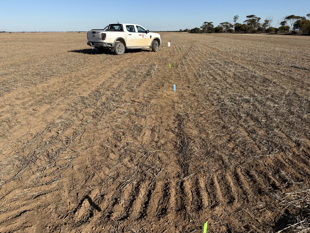 Trial work continues…looking at disc seeders, pre em’s and crop safety.