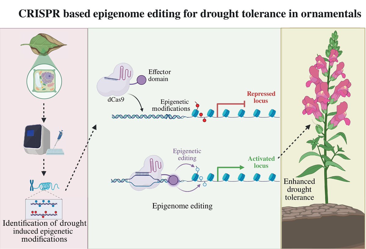 Abiotic stress in plants (Green Survivors) (@abioticstress) on Twitter photo Review by Chachar et al. <a href="/wileyplantsci/">Wiley Plant Science</a> <a href="/PPLplantarum/">Physiologia Plantarum</a> <a href="/wileyfoodsci/">Wiley Food Science</a>
Future-proofing #ornamental plants: Cutting-edge #strategies for #drought resistance and #sustainability
onlinelibrary.wiley.com/doi/abs/10.111…
<a href="/HortiPlant/">Horticultural Plant Research</a> <a href="/eu_adapt/">Horizon 2020-project-ADAPT</a> <a href="/Tender_Plant/">RHS Tender Ornamental Plant Committee</a> <a href="/DsouzaAjwal/">Ajwal Dsouza</a> <a href="/VicHub_Drought/">Vic Drought and Innovation Hub</a> <a href="/Sdg13Un/">🇺🇳 #UN 🇺🇳 #SDGs 🌏 #ClimateAction 🌐 #ActNow</a> Review by Chachar et al. <a href="/wileyplantsci/">Wiley Plant Science</a> <a href="/PPLplantarum/">Physiologia Plantarum</a> <a href="/wileyfoodsci/">Wiley Food Science</a>
Future-proofing #ornamental plants: Cutting-edge #strategies for #drought resistance and #sustainability
onlinelibrary.wiley.com/doi/abs/10.111…
<a href="/HortiPlant/">Horticultural Plant Research</a> <a href="/eu_adapt/">Horizon 2020-project-ADAPT</a> <a href="/Tender_Plant/">RHS Tender Ornamental Plant Committee</a> <a href="/DsouzaAjwal/">Ajwal Dsouza</a> <a href="/VicHub_Drought/">Vic Drought and Innovation Hub</a> <a href="/Sdg13Un/">🇺🇳 #UN 🇺🇳 #SDGs 🌏 #ClimateAction 🌐 #ActNow</a>