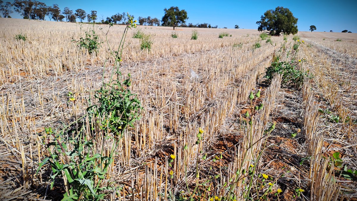 🌱 The #Weeds team <a href="/CharlesSturtUni/">Charles Sturt University</a> <a href="/Gulbali_Inst/">Gulbali Institute</a>  is searching for a #PhD candidate to tackle challenges in applying novel weed control tech in Australian cropping systems.
👉 research.csu.edu.au/graduate-resea…

#agronomy #weedscience #farmingsystems #AgChatOz