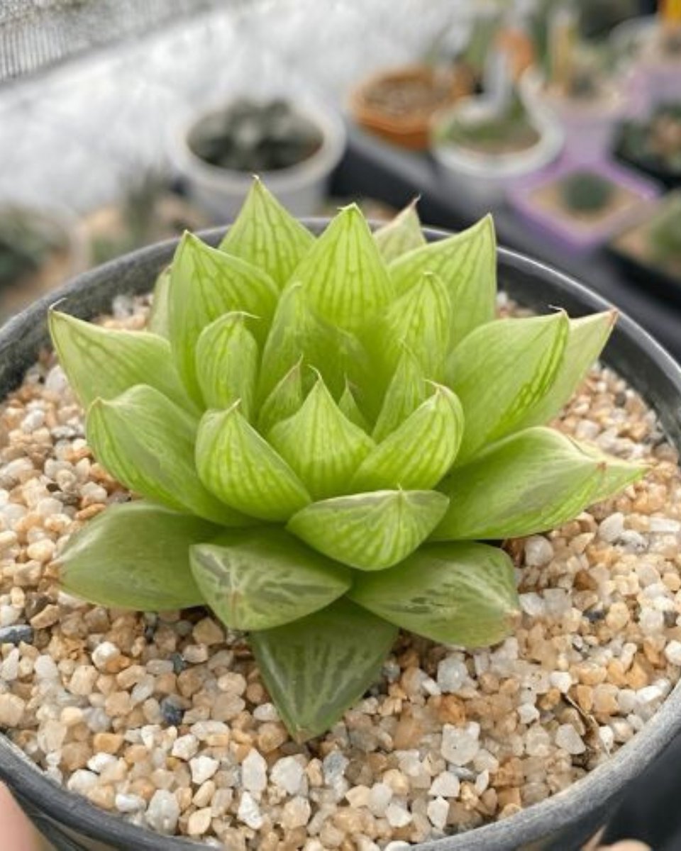 PLANT ORBIT tweet media