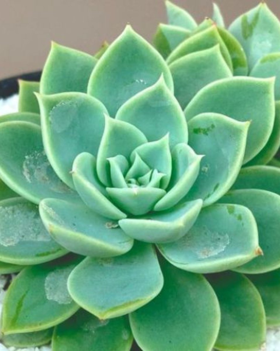 PLANT ORBIT tweet media