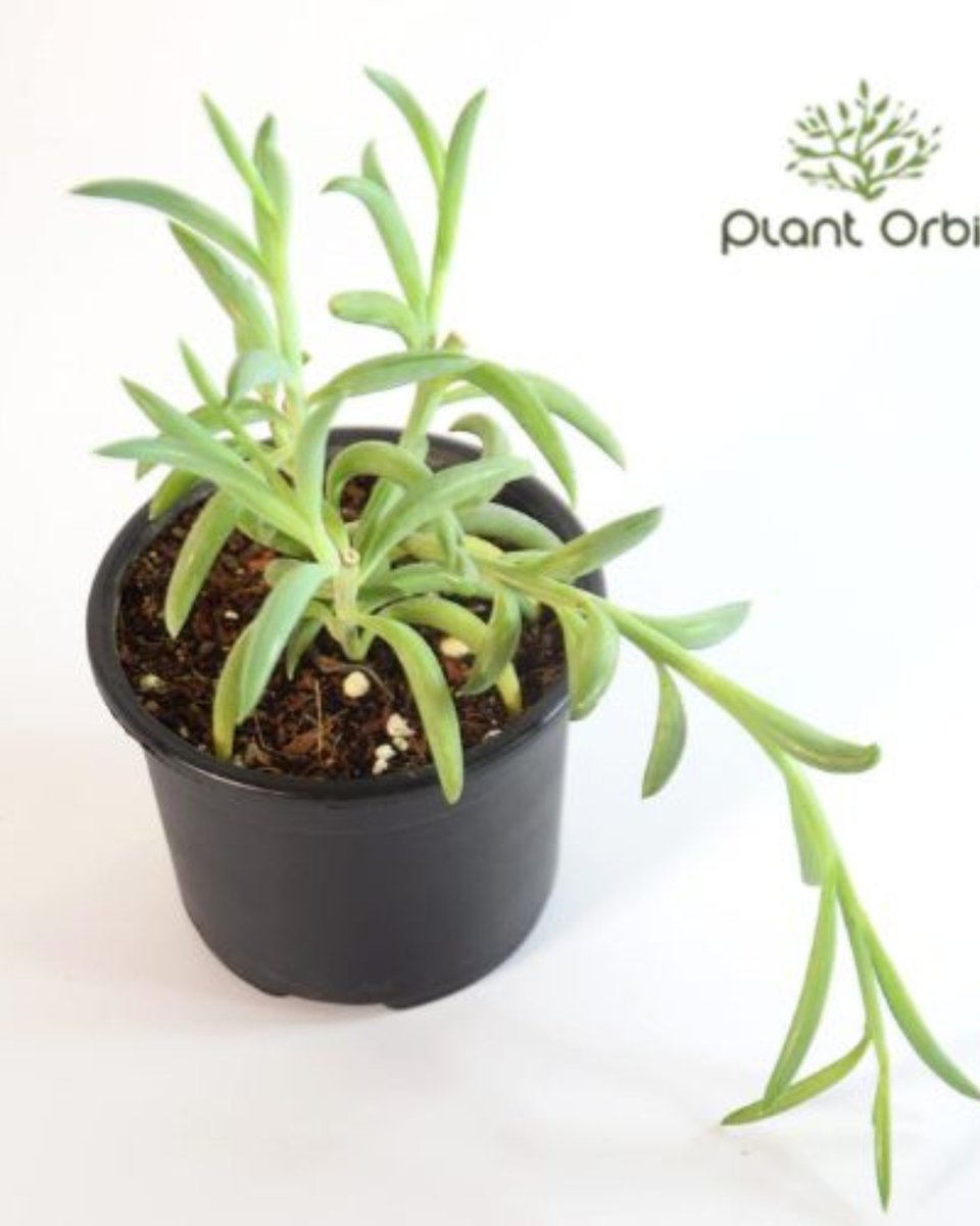 PLANT ORBIT tweet media