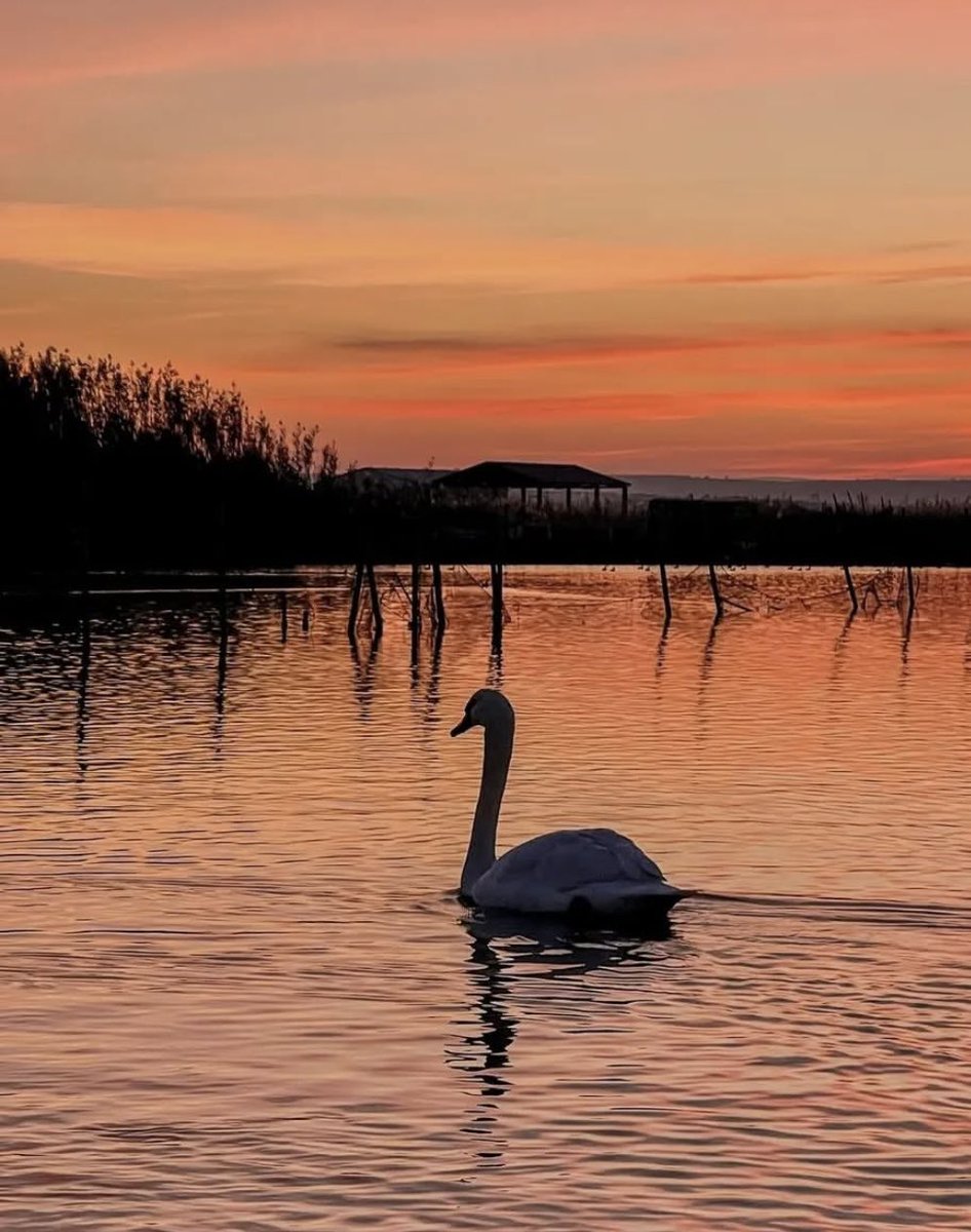 garganolab2_0's tweet photo. Cartolina dal #Gargano 📌 #Lesina 📍 📸 afra25 https://t.co/pO0Tr3GU0x