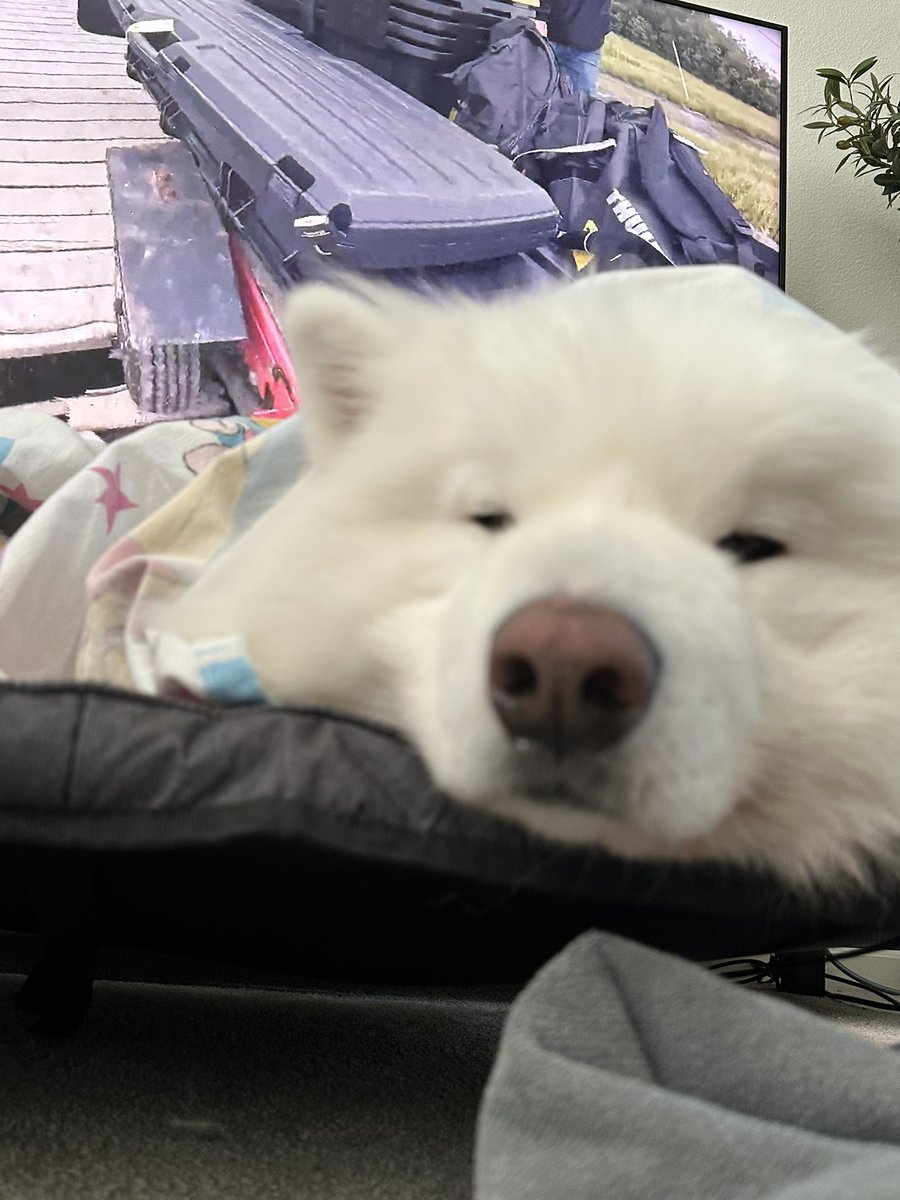 i just wanted to say thank you for all the birthday wishes. seeing all the HBDs made my heart melt. you guys are awesome, ty for making today actually feel special &lt;3333

okay, more dog photos :3