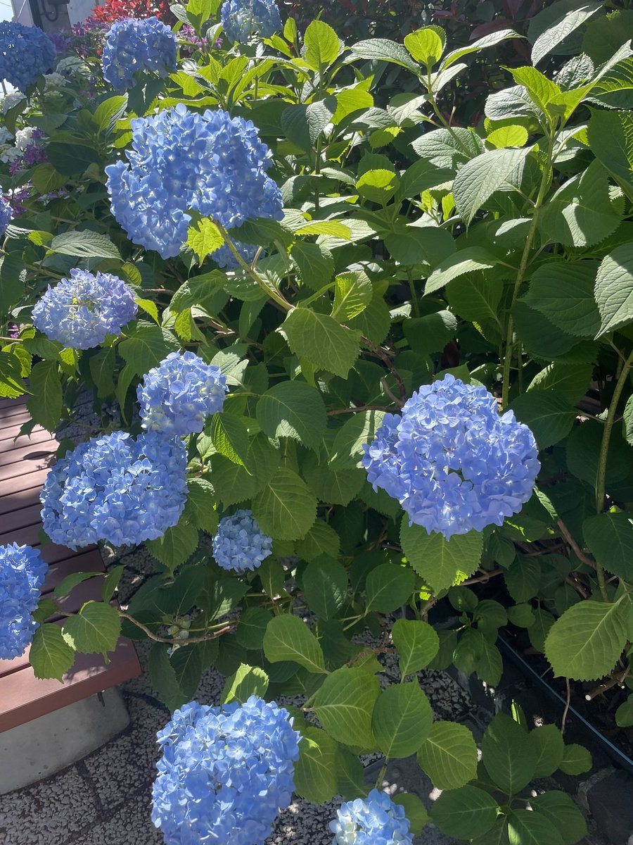 accessdove's tweet photo. こんにちは☀️
いたるところで紫陽花が咲いていて素敵な時期ですね🪻

青の紫陽花が好きで、そればかり写真に収めてしまいます📷

#企業公式相互フォロー
#企業公式春のフォロー祭り https://t.co/YD4o3J1hc6