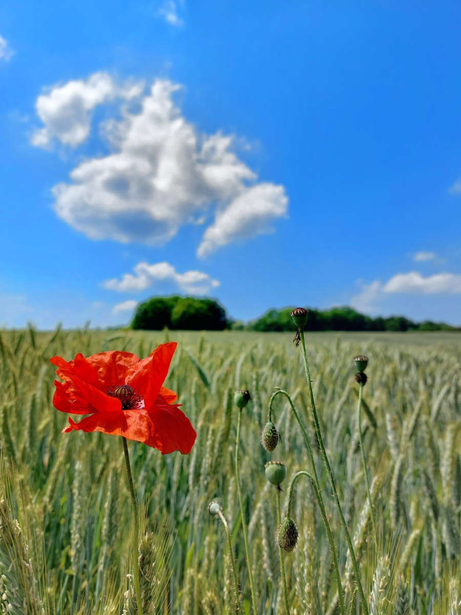 Dirk Schulte
We can be heroes just for one day
2023