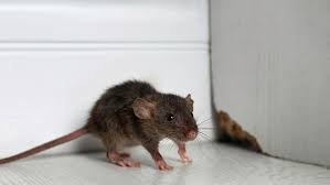 emiliamark547's tweet image. If you are looking for the best #RodentControlservice in #Falcon, then contact Pest Control Mandurah and Surrounds. Visit-maps.app.goo.gl/F2zBsPjhkoH3Q9…