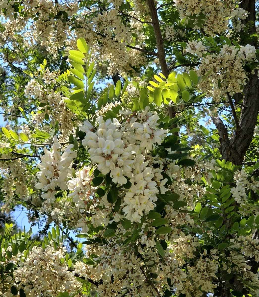 goldrose9090's tweet image. 🌷Sweet Memories of May: The Acacia Tree in Bloom

🌸#BlackLocust #AcaciaBlossom #MayFlowers #SweetScent #SpringMemories #NatureWalk #ChildhoodNostalgia

👉Read more here!: 
🔗blog.naver.com/roskfl70/22386…