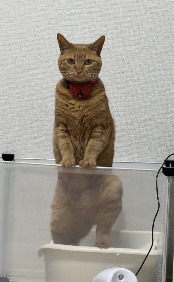 aya811s's tweet photo. めちゃくちゃ目が合ってて気まずい。
#猫のうんこ顔選手権 https://t.co/XPL2rz5EWS