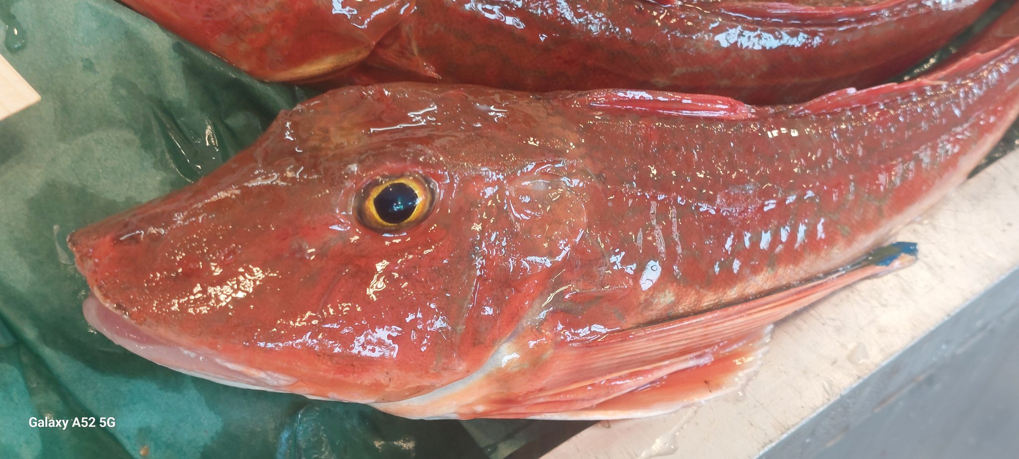 ホウボウ 約30cm 【公式通販】