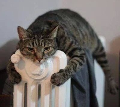 Rinnovate's tweet image. That's me, I'm the cat 🥶
If you are looking for me this 𝒲𝒾𝓃𝓉𝑒𝓇, just find the nearest heater ❄⛄☔⛈ - Kylie

#winteriscoming❄️ #idontlikewinter #bringonspring☀️