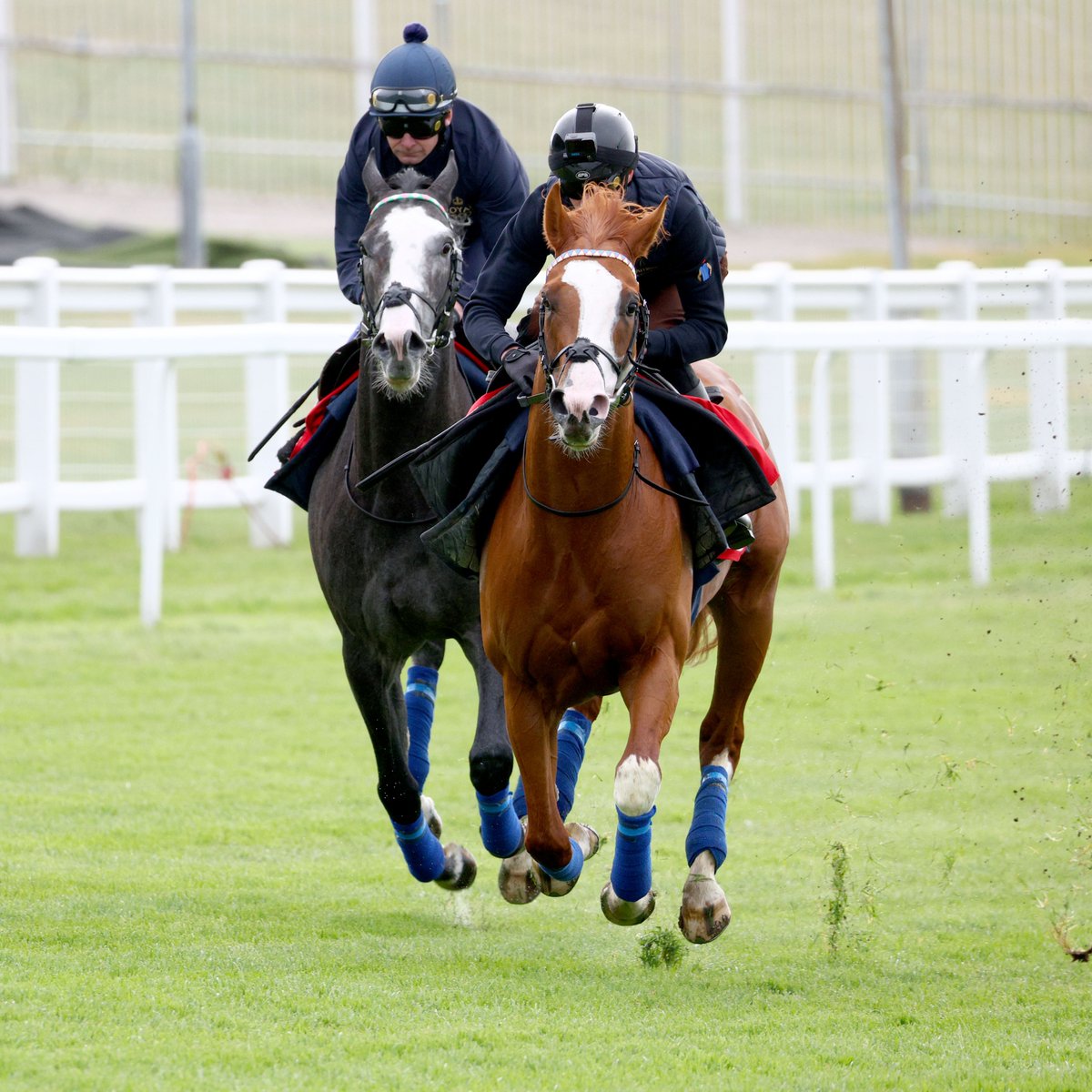 World Pool (@worldpool) on Twitter photo No missing NIGHTWALKER (Rab Havlin) and DAMYSUS (<a href="/the_doyler/">James Doyle</a>) at the Epsom Derby prep gallop! ๐
๐ธ <a href="/focusonracing/">Dan Abraham</a> | #WorldPool No missing NIGHTWALKER (Rab Havlin) and DAMYSUS (<a href="/the_doyler/">James Doyle</a>) at the Epsom Derby prep gallop! ๐
๐ธ <a href="/focusonracing/">Dan Abraham</a> | #WorldPool