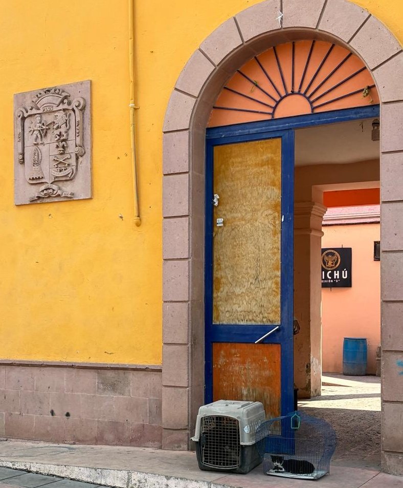 1/🧵 ¡Buenas noticias sobre el caso de Xichú! 
Hoy personal de la Secretaría de Gobernación del estado de Guanajuato, acudió a investigar el caso de los gatito agredidos con pirotecnia. Se lograron rescatar a dos de ellos, estamos investigando si hubo mas felinos maltrato.