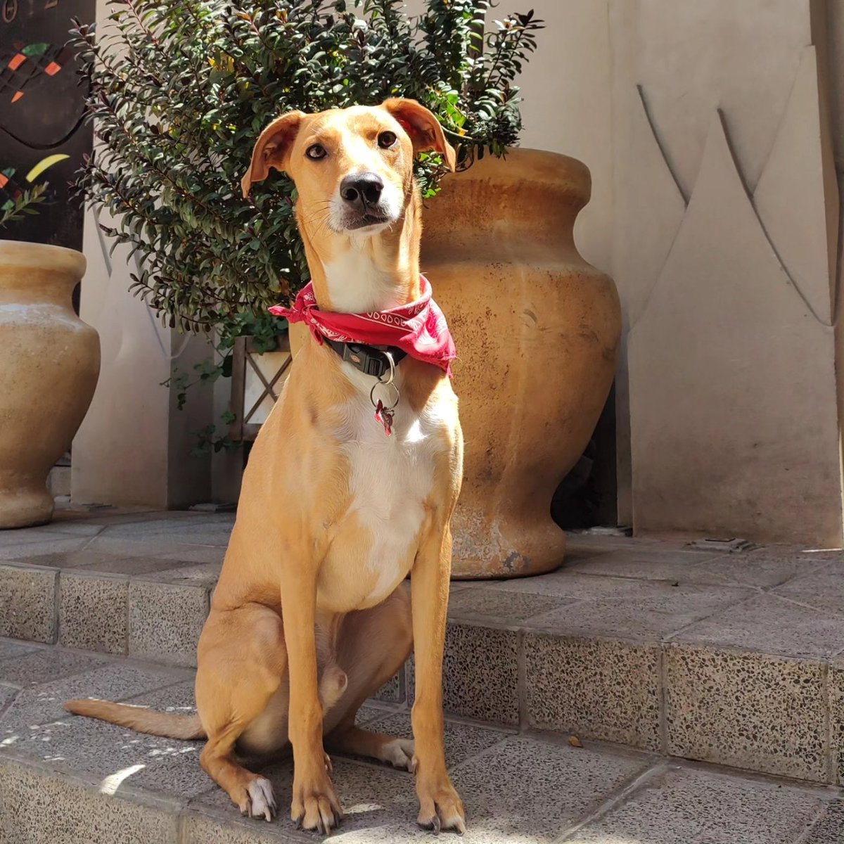 adnnoticiasmx's tweet photo. ¡Todos merecen un hogar!🐶Cada 28 de mayo se celebra el Día Mundial de los 🐕Perros sin raza con el objetivo de combatir el abandono de animalitos de compañía⚠️ y la preferencia que relega a los lomitos mestizos para así fomentar la adopción responsable🐾 https://t.co/4Kn0j5kTgu