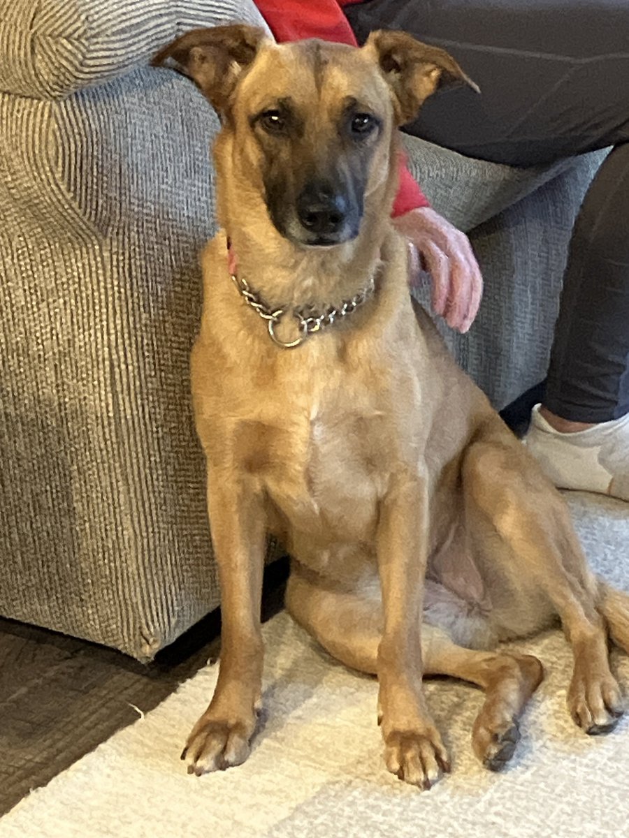 TheeDocHolliday* (@theedocholliday) on Twitter photo <a href="/GodLovesDogsToo/">All Dogs Go to Heaven</a> <a href="/StacyHopeRescue/">Stacy Hope Rescue</a> Hey COOPER ‼️. Luna too was saved by <a href="/StacyHopeRescue/">Stacy Hope Rescue</a>. She went from Texas to California. Now forever home in South Dakota 🇺🇸🩷 with help from her Foster Carmen & family along with the legendary <a href="/Iza_2021/">Iza S</a> 🙏🏼 <a href="/GodLovesDogsToo/">All Dogs Go to Heaven</a> <a href="/StacyHopeRescue/">Stacy Hope Rescue</a> Hey COOPER ‼️. Luna too was saved by <a href="/StacyHopeRescue/">Stacy Hope Rescue</a>. She went from Texas to California. Now forever home in South Dakota 🇺🇸🩷 with help from her Foster Carmen & family along with the legendary <a href="/Iza_2021/">Iza S</a> 🙏🏼