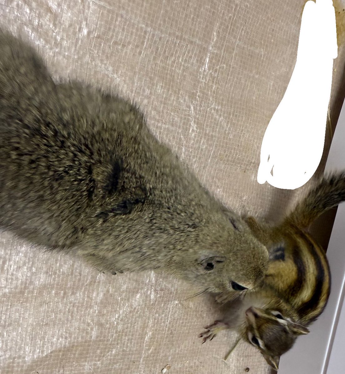 リスとジリス #シマリス  #ジリス