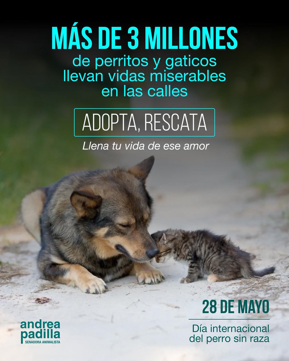 🐶🐱 Hoy, #28DeMayo, en el Día Internacional del #PerroSinRaza, recordamos a los más de 3’000.000 de gatos y perros que están en las calles de #Colombia. 

#AdoptaNoCompres y llena tu vida de ese amor.