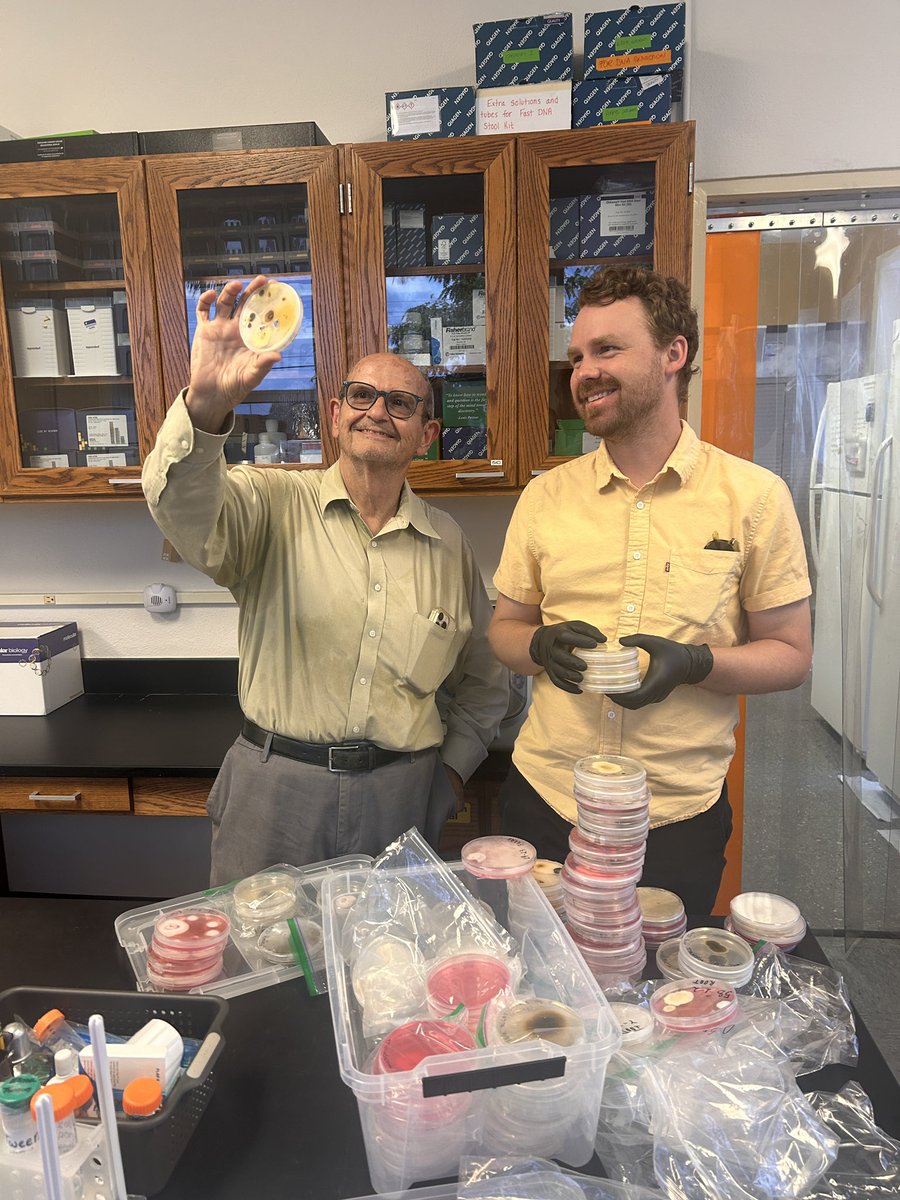 Tropical Plant Clinic & Research Lab (@clinicplant) on Twitter photo We are always surrounded by #fungi 🍄cultures 🧫, the good ones #Trichoderma and the bad ones #plantpathogens.
Here <a href="/andrewmann_/">Andrew Mann</a> and <a href="/carlosdlt280/">Carlos de la Torre. Avocado grower</a> looking at isolates from #avocado in the search for potential #biological control agents and our new <a href="/NSF/">U.S. National Science Foundation</a> intern Nathan working on We are always surrounded by #fungi 🍄cultures 🧫, the good ones #Trichoderma and the bad ones #plantpathogens.
Here <a href="/andrewmann_/">Andrew Mann</a> and <a href="/carlosdlt280/">Carlos de la Torre. Avocado grower</a> looking at isolates from #avocado in the search for potential #biological control agents and our new <a href="/NSF/">U.S. National Science Foundation</a> intern Nathan working on
