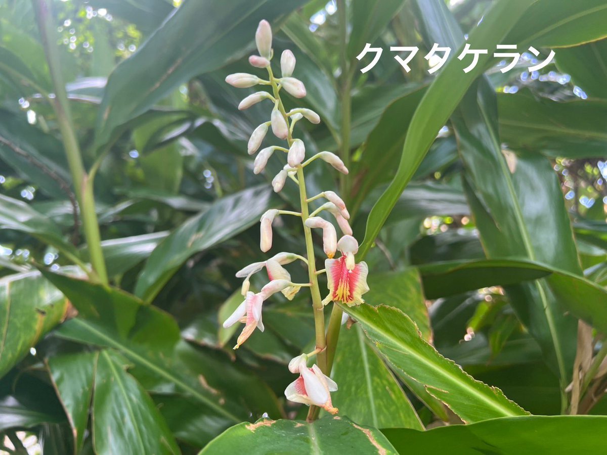 Fuko0610's tweet image. おはようございますꕤ︎︎·͜·
外は大雨☔️
しっかり梅雨してます
昨日は( ¨̮⋆)ラッキ〜で
日中雲りでᨒ𖡼.𖤣𖥧
週1登山 石川岳
行ってきました🥾
テンニンカが咲き始めてました🌸͛🍃
雨降り☔️めげず
あなたが笑顔で
(๑╹◡╹)ノ
いられますように➰💕
テンニンカ🌸
クマタケラン➰月桃違いは…花