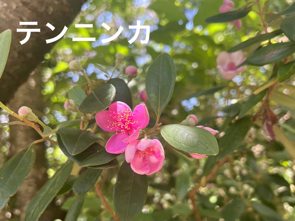Fuko0610's tweet image. おはようございますꕤ︎︎·͜·
外は大雨☔️
しっかり梅雨してます
昨日は( ¨̮⋆)ラッキ〜で
日中雲りでᨒ𖡼.𖤣𖥧
週1登山 石川岳
行ってきました🥾
テンニンカが咲き始めてました🌸͛🍃
雨降り☔️めげず
あなたが笑顔で
(๑╹◡╹)ノ
いられますように➰💕
テンニンカ🌸
クマタケラン➰月桃違いは…花