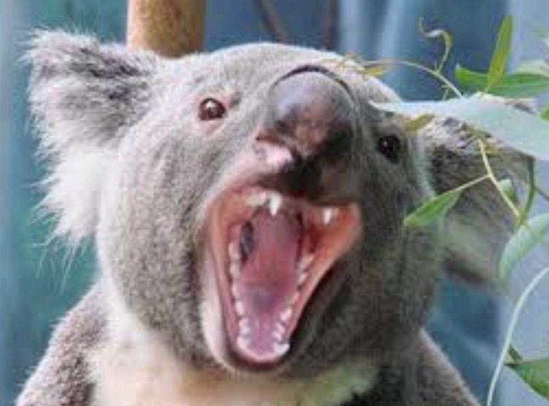 M_Marcus_Clark's tweet photo. @zhao_dashuai Drop bears are waiting…. https://t.co/lKQsEf8XMV