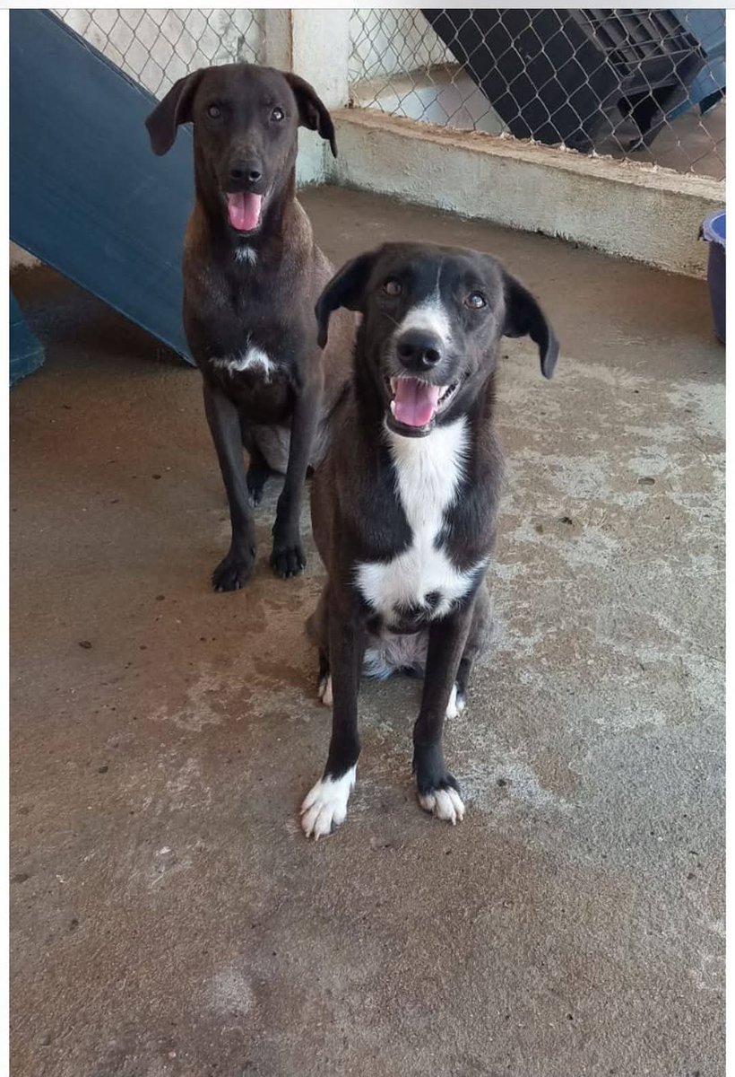 Hoy 28 de mayo se celebra el día mundial del perro mestizo,  fecha para recordar a esos fieles compañeros que no tienen una raza específica, también son llamados raza única.  
Lo importante es recordar que son fieles compañeros.