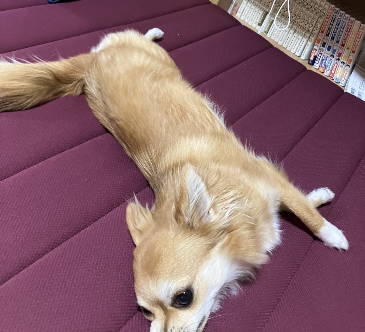 新しいマットレスを買ったら早速毛だらけに…