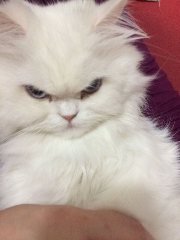 lngthnphn's tweet photo. @phoenixwuth We can't have the moment with ohm alone!!! There is fierce cat beside him https://t.co/3wv6a4w8of