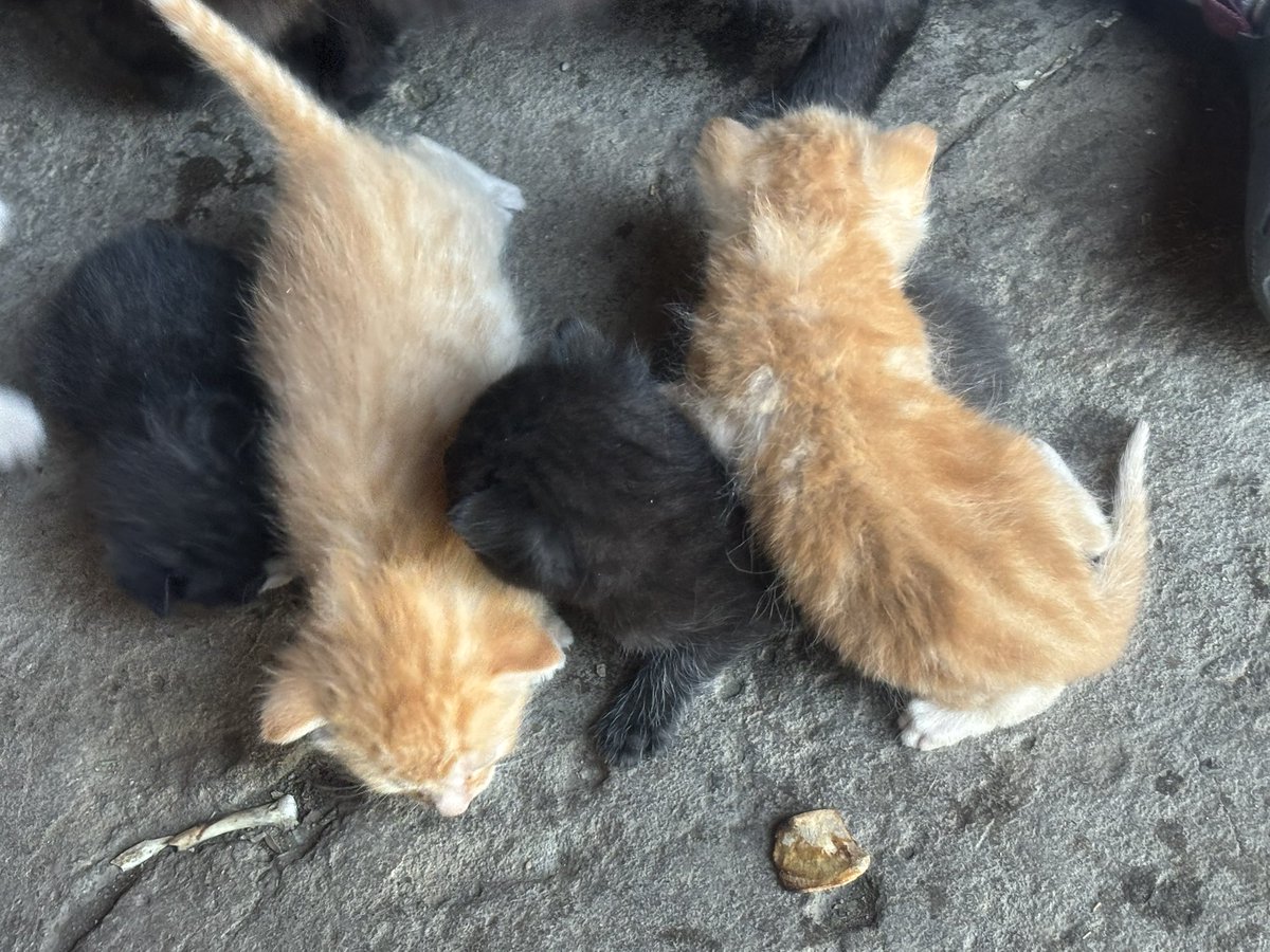 WheatGeerJJ's tweet photo. #kittentime at the Ranch.
#noticetheOilercolor
#LetsGoOilers https://t.co/TinyDBf9nQ