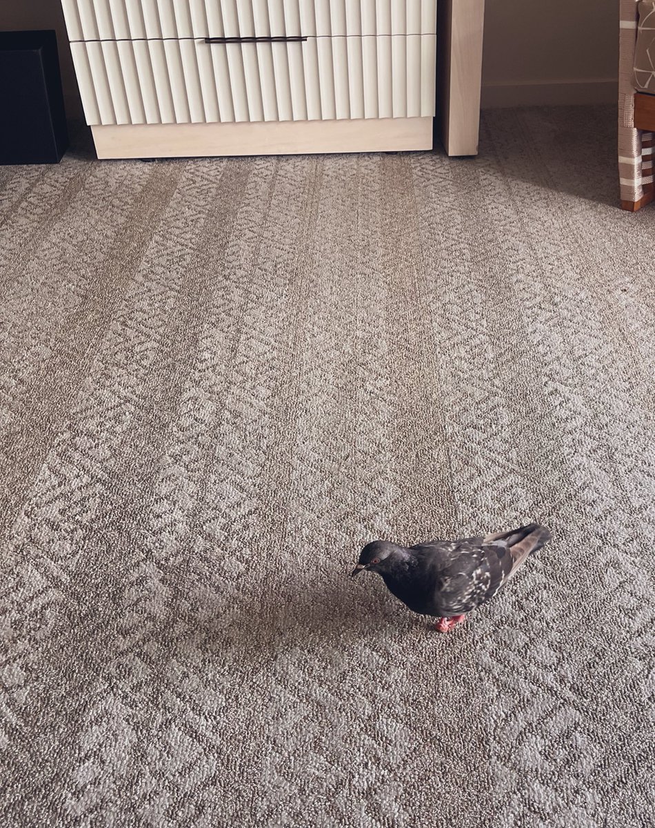 窓開けてたら何食わぬ顔でハト入ってきた🐦