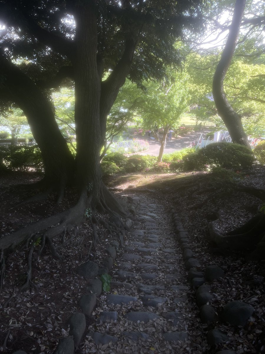 千葉公園のお花も綺麗だったな〜〜
夜ハス行きたくなる☂️🌸🌃