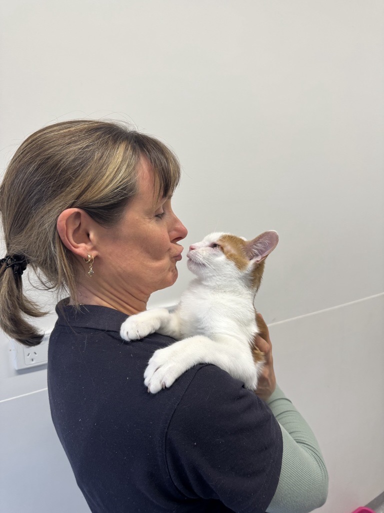 If there’s an animal that has taught us a thing or two about resilience, it’s our cheeky Checkers!
At just three months old, Checkers arrived at our shelter with a serious bout of cat flu which had unfortunately quickly spread to his eyes requiring immediate surgery.
The good