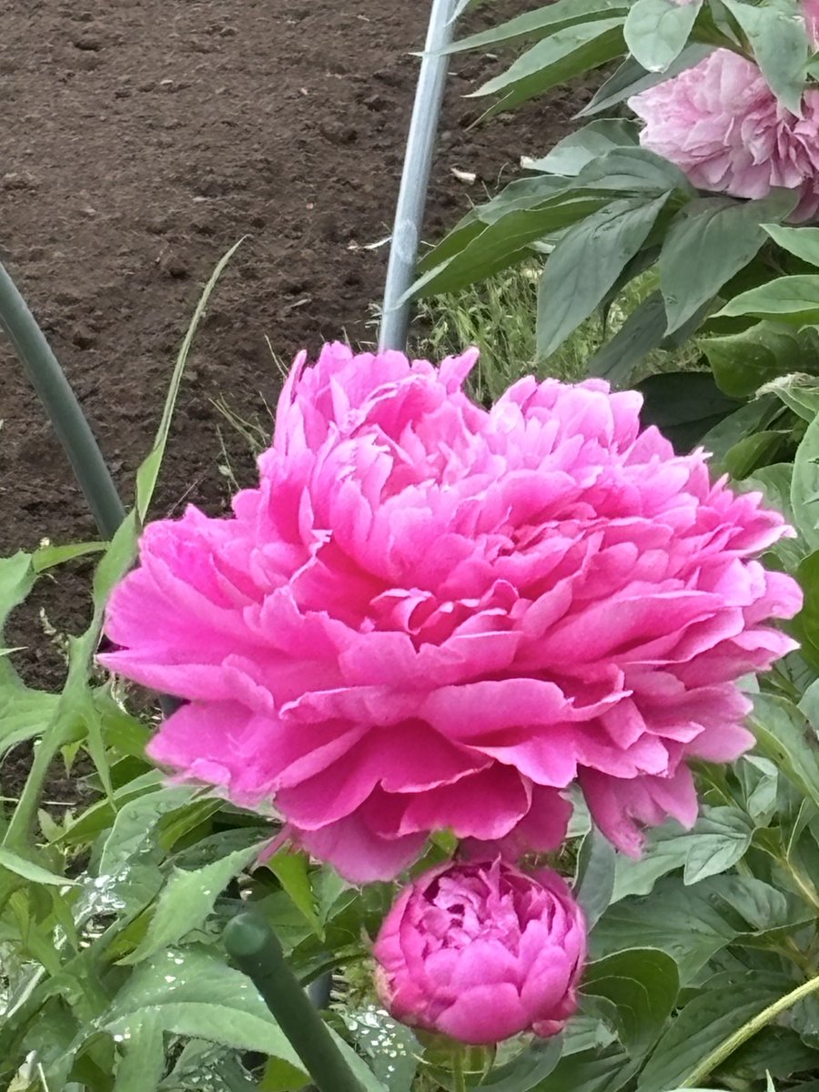 Peony Garden Tokyo in Tsukuba つくば牡丹園 公式