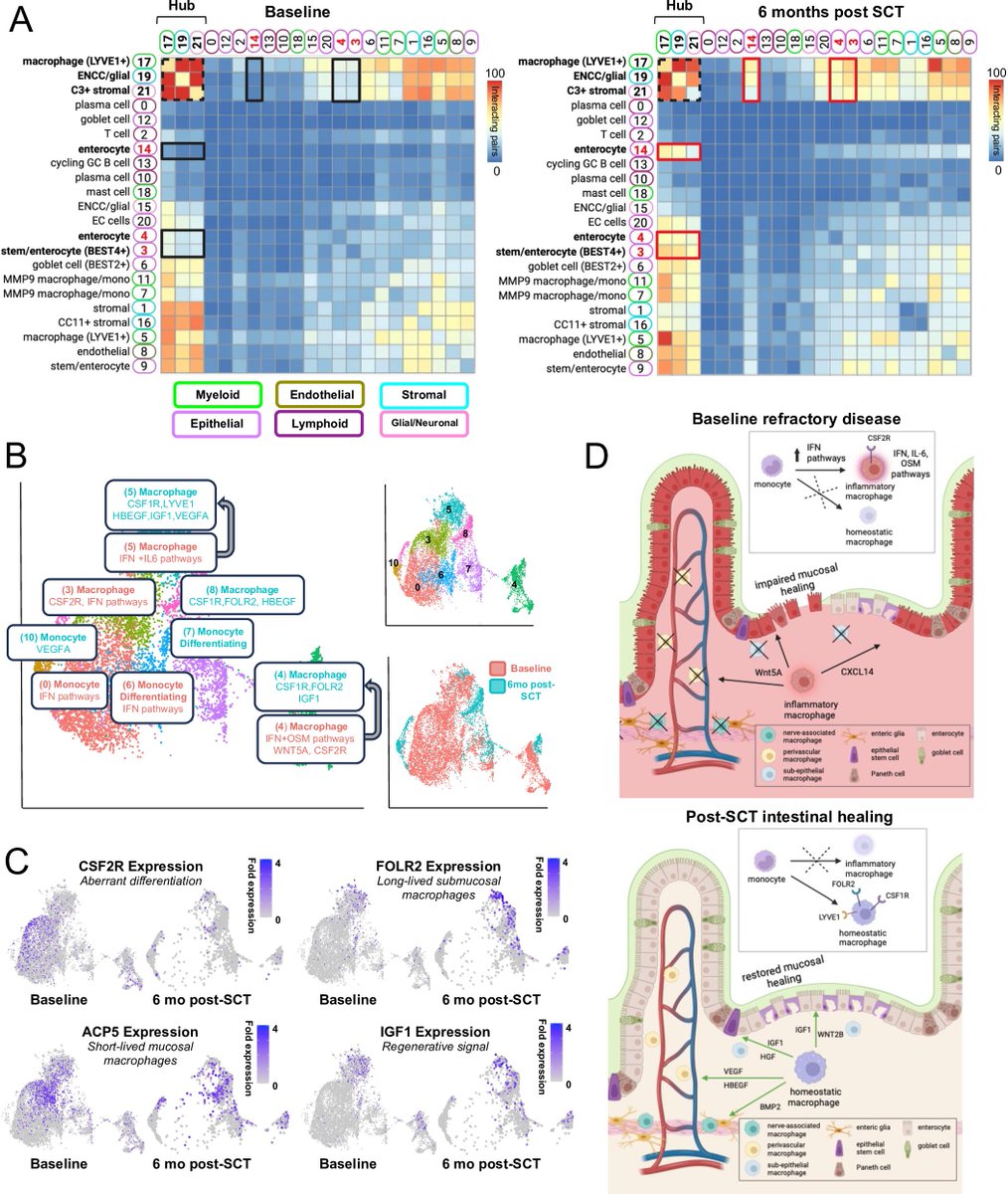 Gut Journal (@gut_bmj) on Twitter photo #GUTImage from the paper by Guisado et al entitled
"Reparative immunological consequences of stem cell transplantation as a cellular therapy for refractory Crohn’s disease" via
bit.ly/438XpJy
<a href="/Felix_Chuang240/">Ling-shiang (Felix) Chuang, Ph.D.</a> <a href="/MountSinaiGI/">Mount Sinai Division of Gastroenterology</a> #IBD #CrohnsDisease #GUTImage from the paper by Guisado et al entitled
"Reparative immunological consequences of stem cell transplantation as a cellular therapy for refractory Crohn’s disease" via
bit.ly/438XpJy
<a href="/Felix_Chuang240/">Ling-shiang (Felix) Chuang, Ph.D.</a> <a href="/MountSinaiGI/">Mount Sinai Division of Gastroenterology</a> #IBD #CrohnsDisease