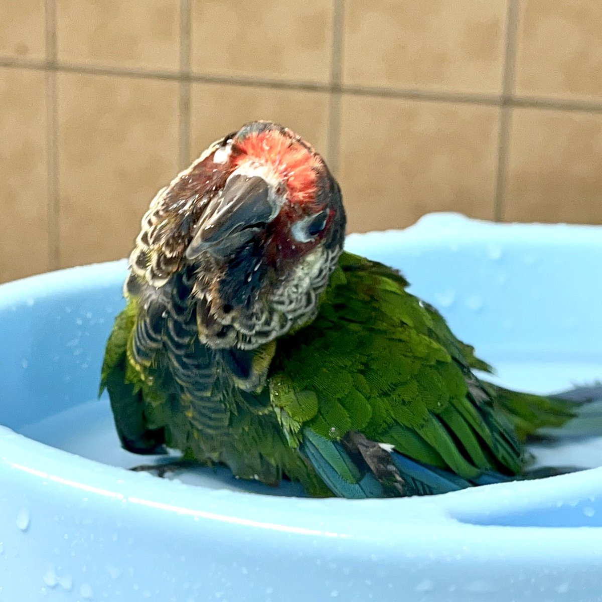 ♨️の途中ですがキメ顔で撮って‼️…だそうです🥰かわよ🌹