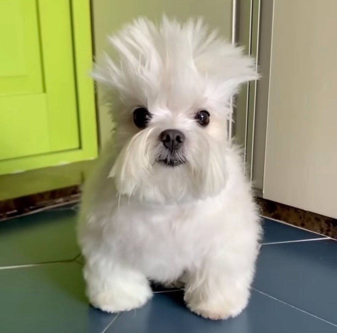 whose gay aunt was reincarnated as this dog