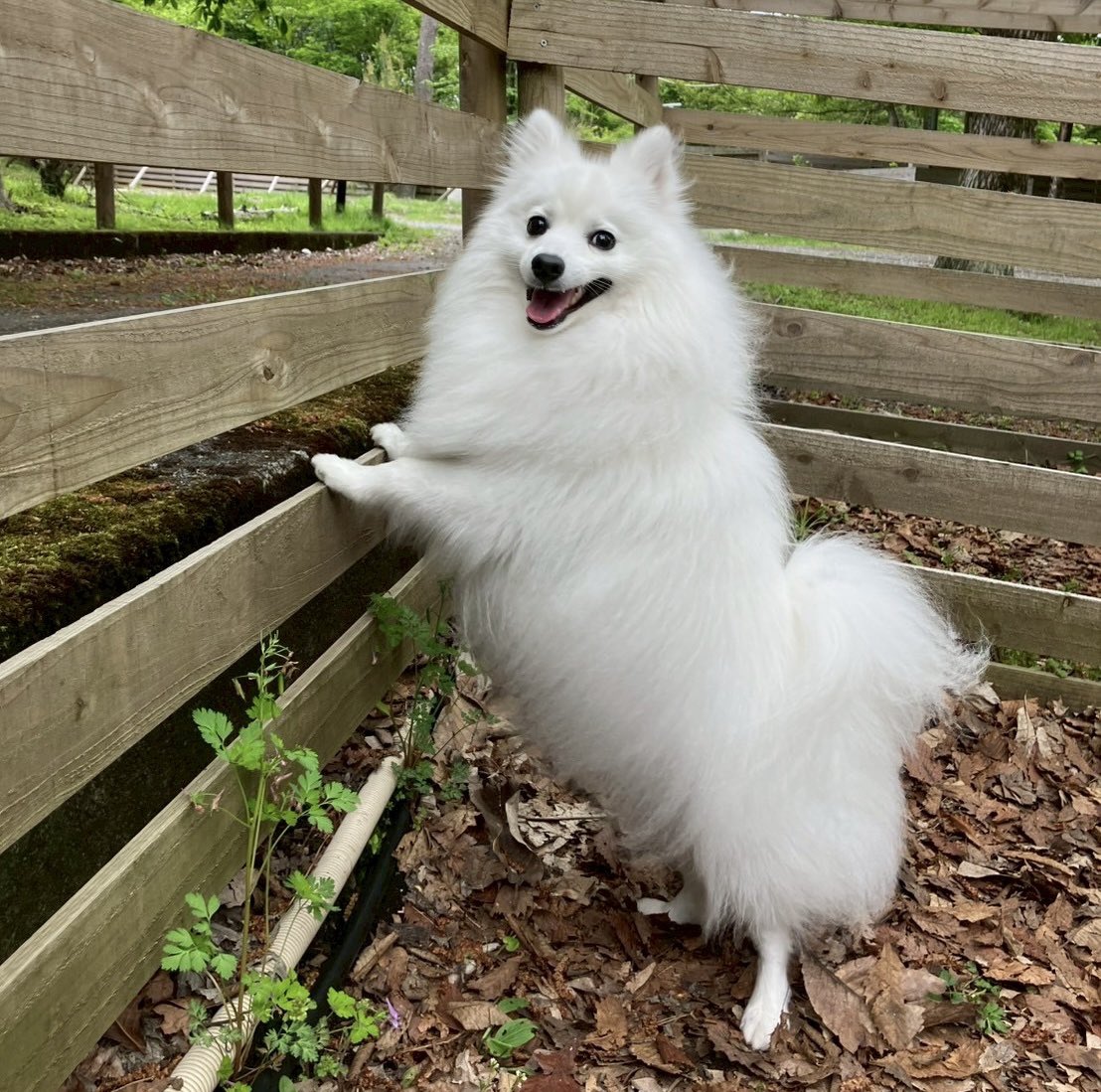 体調優れず、電車で特快に乗ってしまい降りる駅を通過してしまって絶望感〜
仕事のタスクも多いし、ひぎゃーってなっては、ぽぽの写真みて頑張ろってのを繰り返している。とりあえず、無理せず今日を乗り切ろう〜
本当に、無理せずほどほどにだよ！