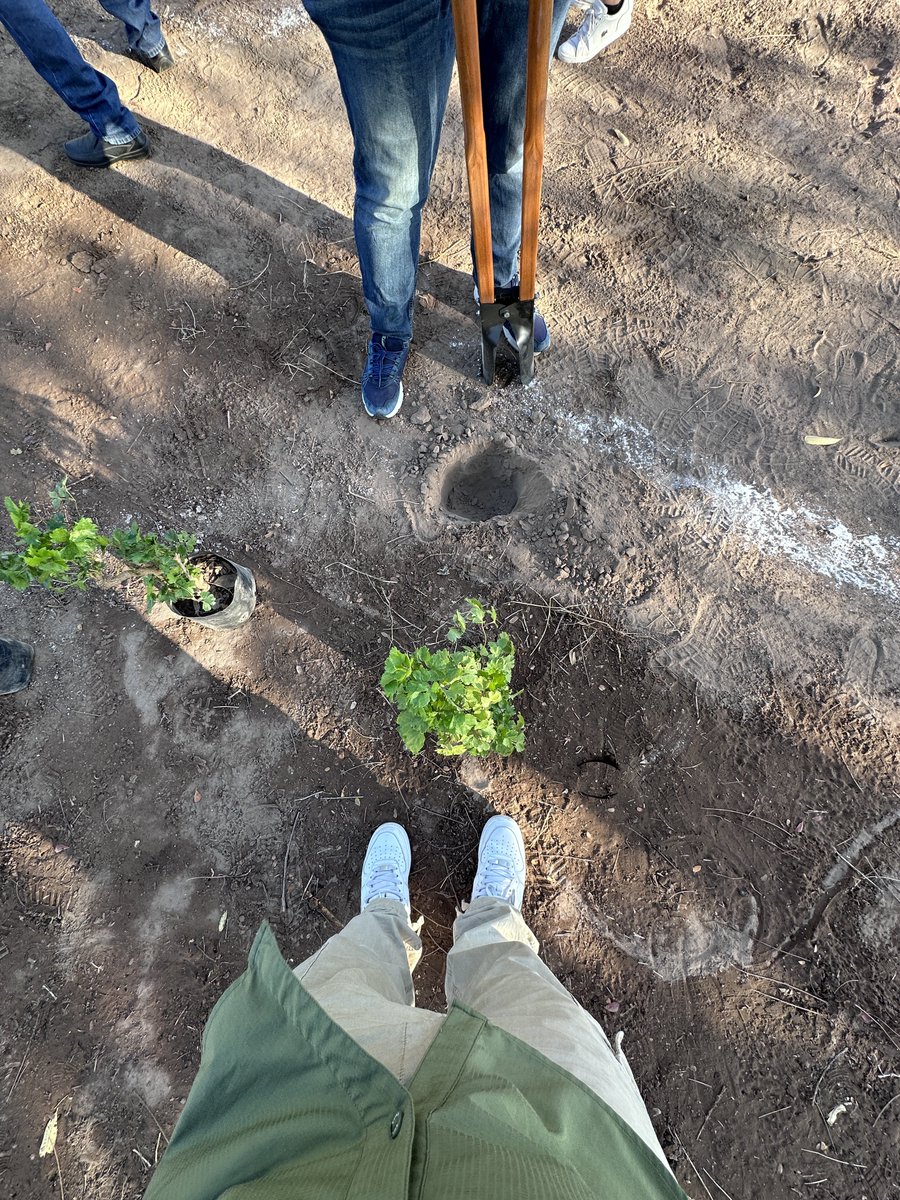 Gracias al equipo del Verde 🌳 que participó en esta jornada de arborización, estuvimos en Villas del Río en #Culiacán llenando de plantas adecuadas para un gran espacio que muy pronto será un jardín para la comunidad, un espacio de recreación donde se involucran los vecinos.