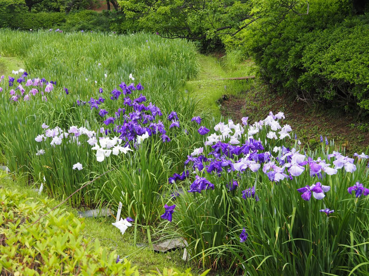 梅林近くのハナショウブ田で今年もハナショウブの開花が始まりました。
#小石川植物園