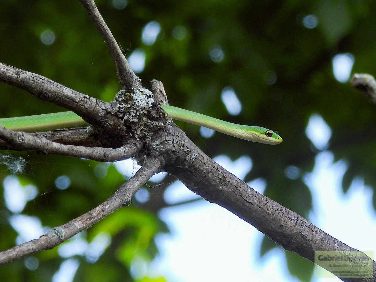 Yesterday I found this beautiful Northern Rough Green Snake (Opheodrys aestivus aestivus). Such a cutie!