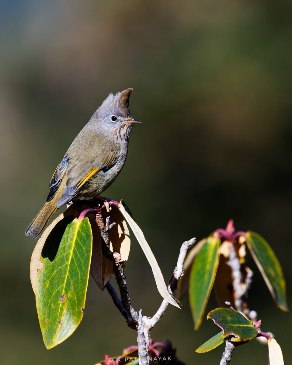 dkpattanayak's tweet photo. Lucky to spot this Stripe-throated Yuhina (Yuhina gularis) while coming down from the #tunganath temple #chopta #uttarakhand #india.
#IndiAves #ThePhotoHour #BBCWildlifePOTD #natgeoindia https://t.co/zFEnaP41MP