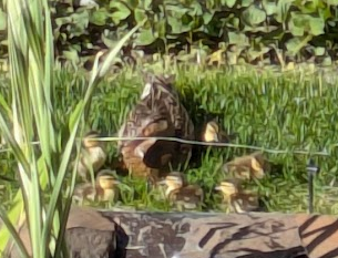 Gatekee98284048's tweet photo. @CDCFlu In my yard today. I hope they moved on, she didn't like me taking the picture and left with all 6 babies. I say keep on going mama, my little pond is not for you. https://t.co/L5s0gRKp7u