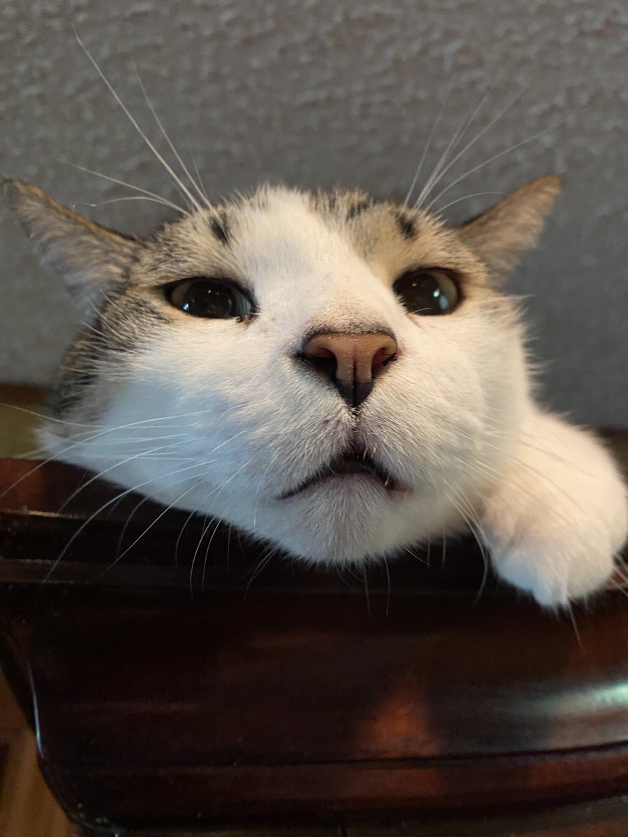 Spot McCat isn't thrilled at the pic session...
#cats