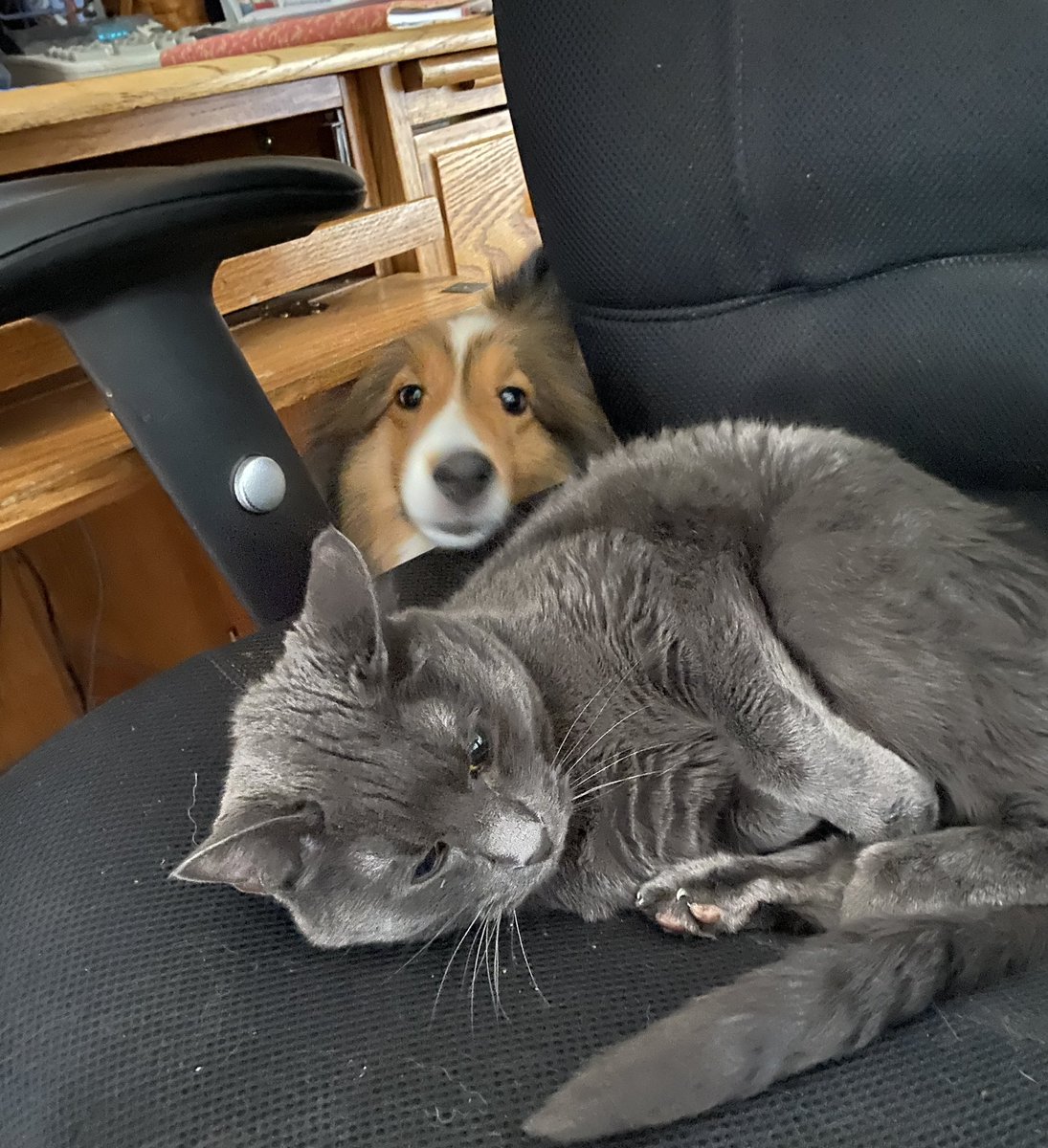 Sammy the Sheltie tweet media