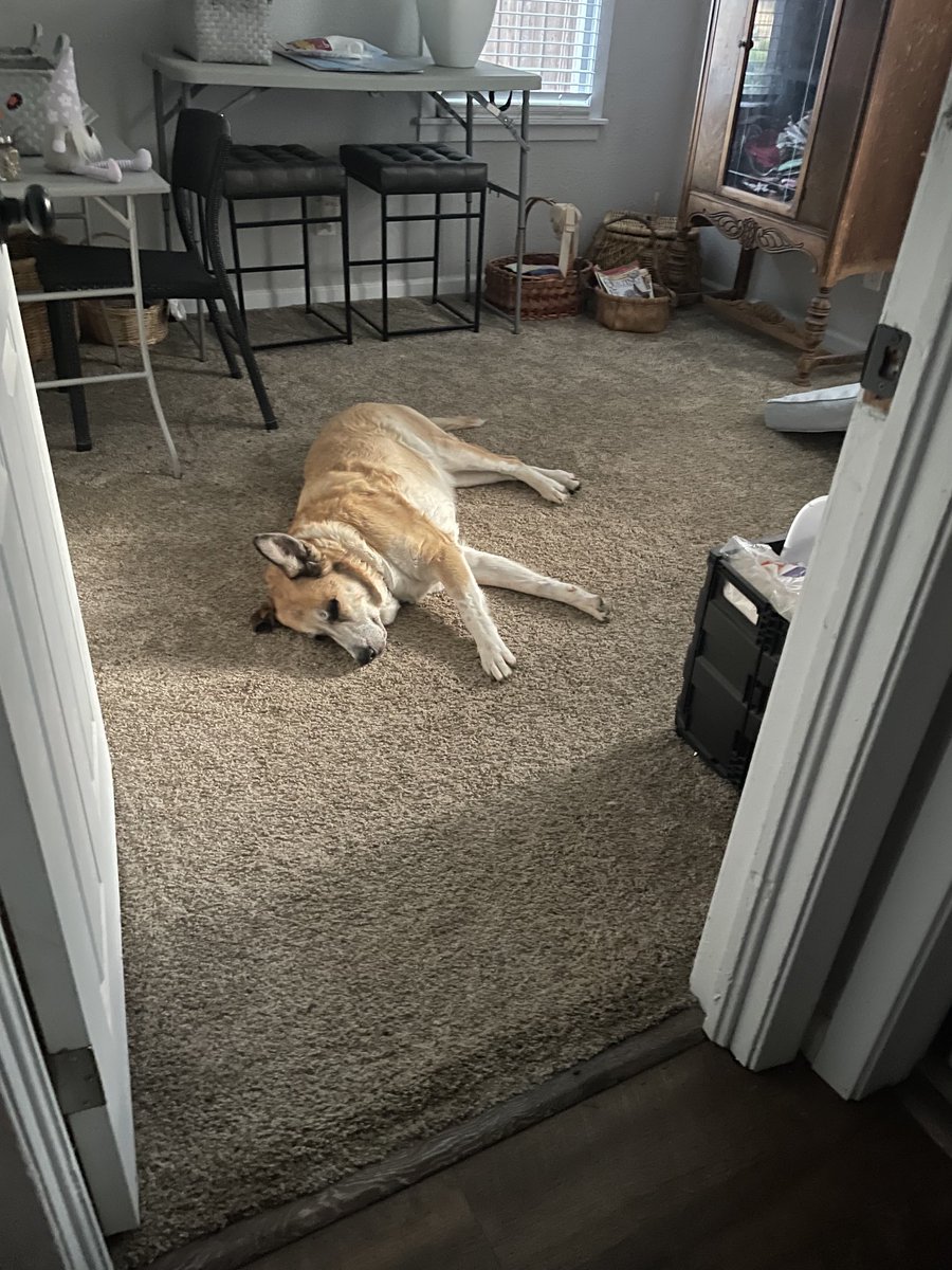 My Sweet Maxine before a road trip versus after the road trip…I so sympathize 😔